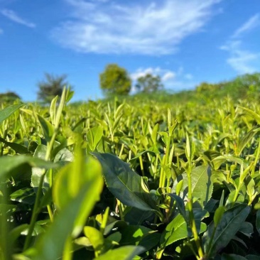 自产自销英红九号红茶