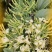 推荐，贵州安龙野生金银花开花选货，产地直供品质保证
