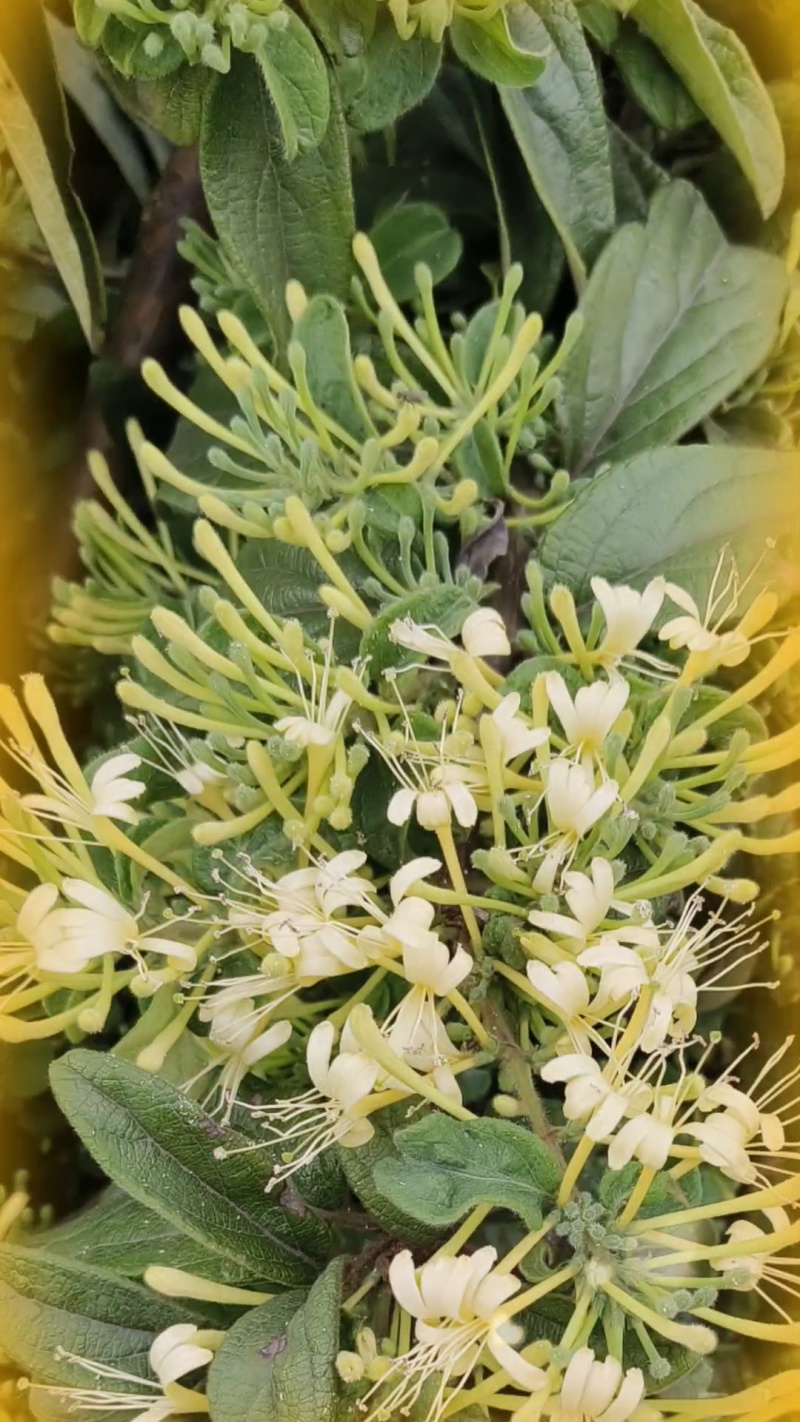 推荐，贵州安龙野生金银花开花选货，产地直供品质保证