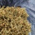 推荐，贵州安龙野生金银花开花选货，产地直供品质保证