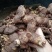 黄精2斤起售，真正野生无硫干货，大个鲜货，小个种茎。