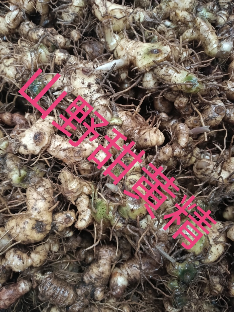 黄精2斤起售，真正野生无硫干货，大个鲜货，小个种茎。