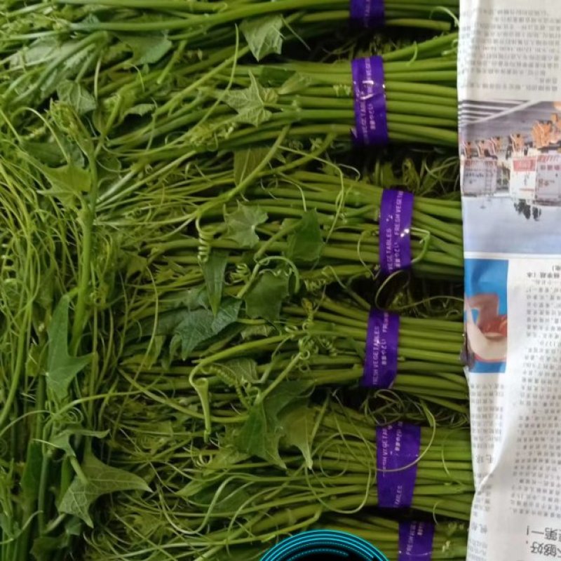 龙须菜