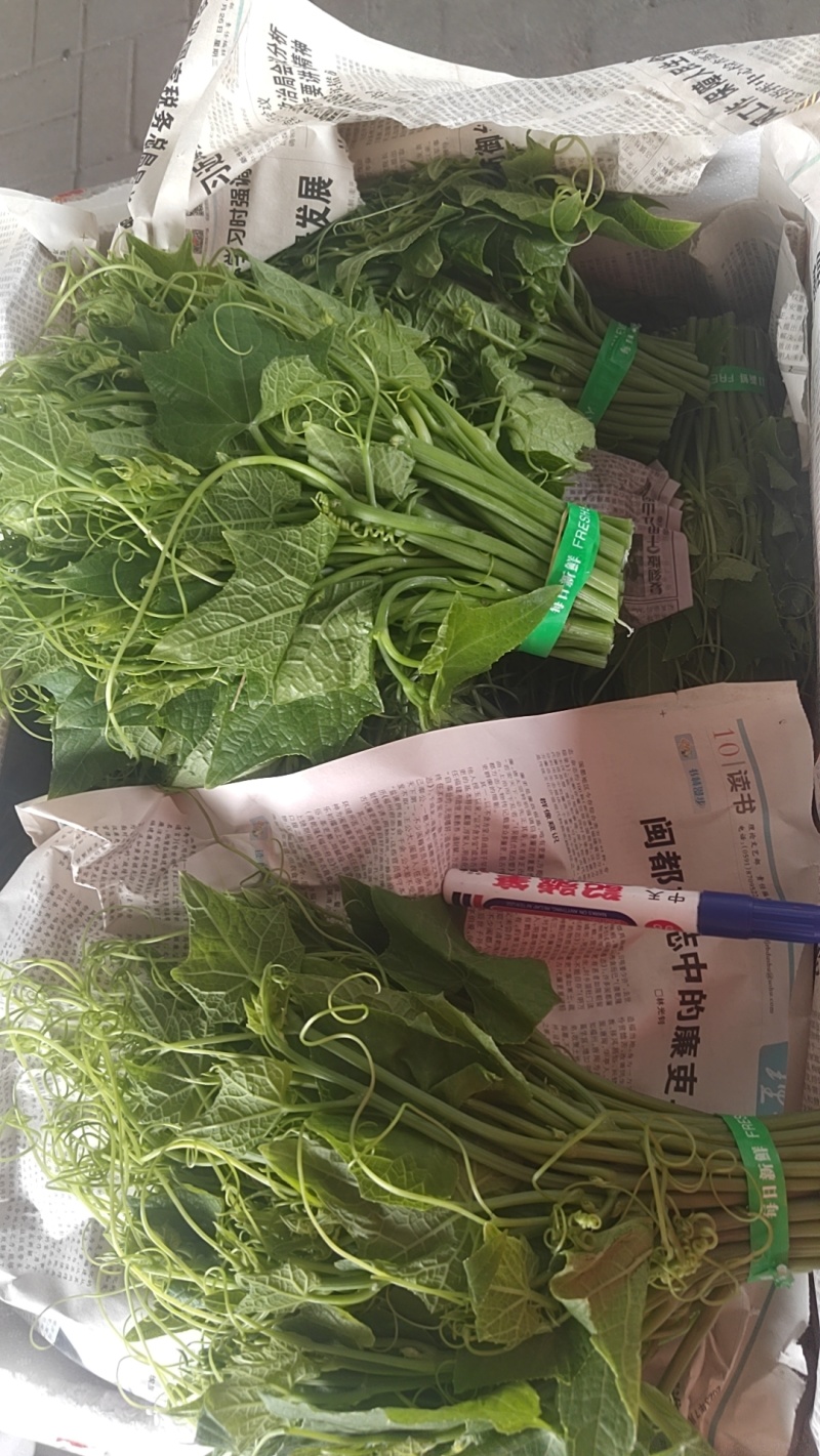 龙须菜