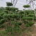 河南鄢陵县水蜡造型树1米一3米高基地直售造型水腊