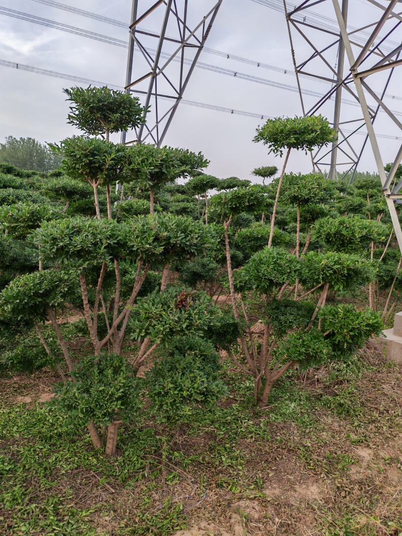 河南鄢陵县水蜡造型树1米一3米高基地直售造型水腊