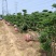 河南鄢陵县水蜡造型树1米一3米高基地直售造型水腊