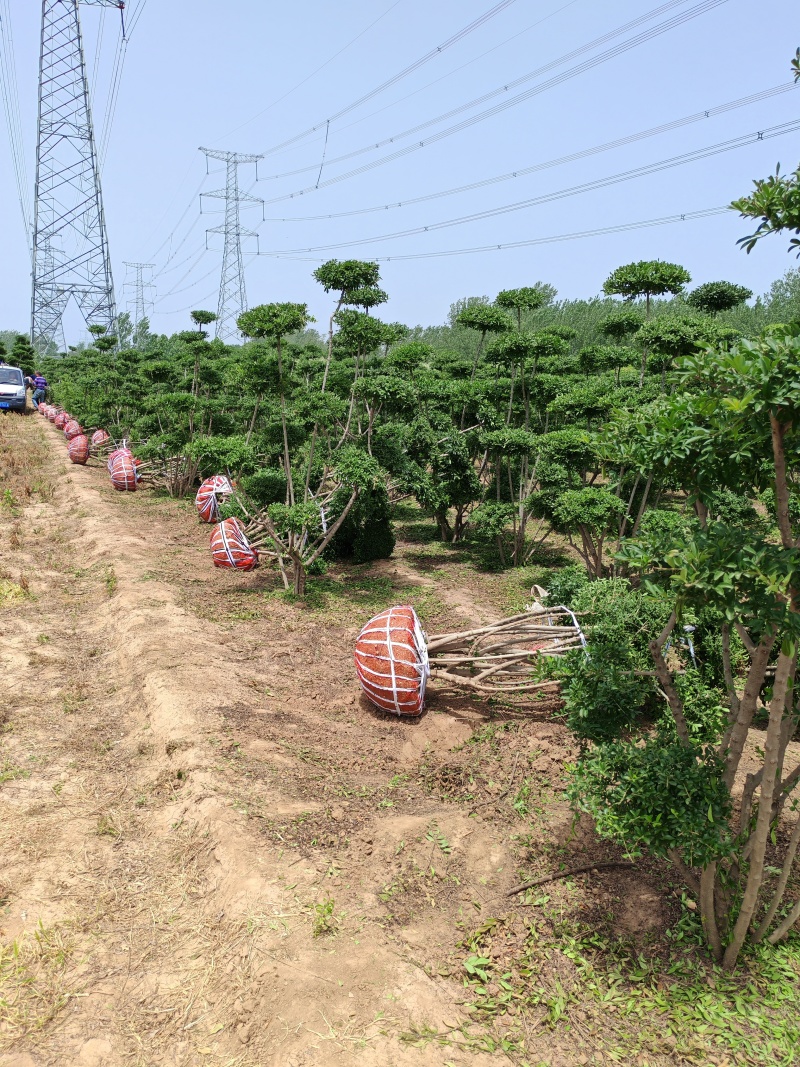 河南鄢陵县水蜡造型树1米一3米高基地直售造型水腊