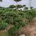 河南鄢陵县水蜡造型树1米一3米高基地直售造型水腊