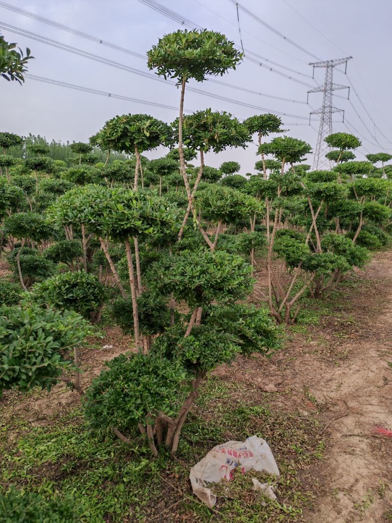河南鄢陵县水蜡造型树1米一3米高基地直售造型水腊