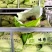 餐饮装2公斤纯味精