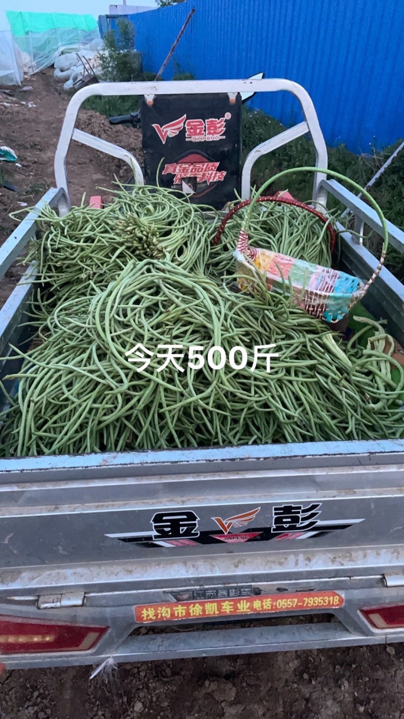 自产自销，新鲜豆角大量有货欢迎来订