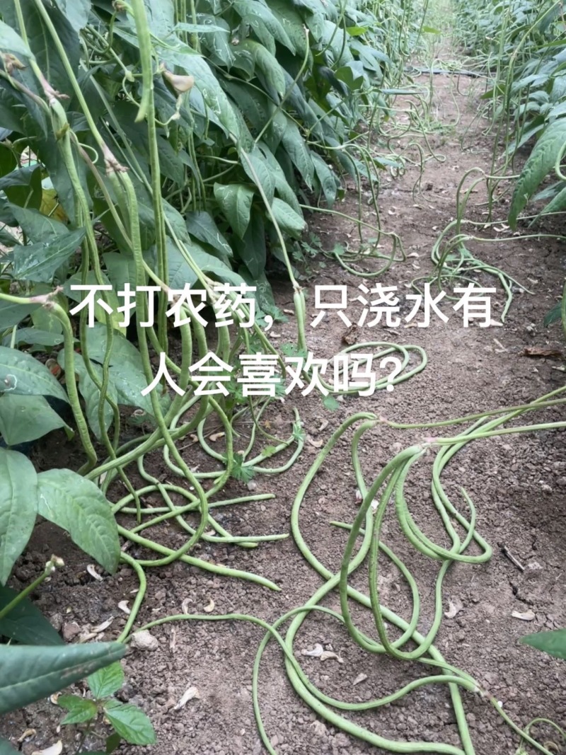 自产自销，新鲜豆角大量有货欢迎来订