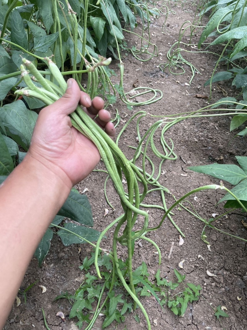 自产自销，新鲜豆角大量有货欢迎来订