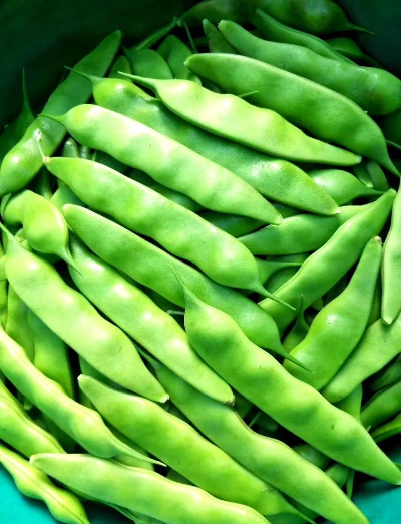 热卖吉林大油豆角东北油豆角现摘现发可拼车价格实惠欢迎联系