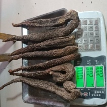 内蒙古阿拉善盟额济纳旗秋冬油肉苁蓉基地直销量大质优