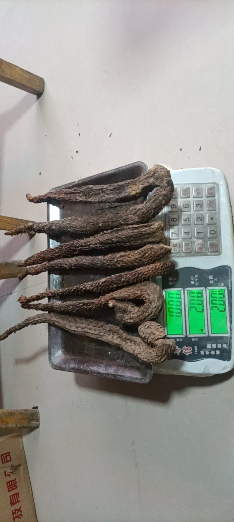 内蒙古阿拉善盟额济纳旗秋冬油肉苁蓉基地直销量大质优