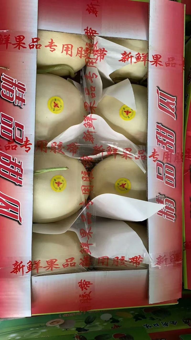 浙江嘉兴甜瓜小白瓜小蜜蜂白玉香瓜基地直供欢迎订购