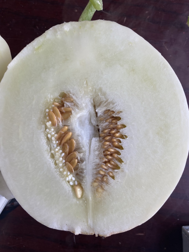 浙江嘉兴甜瓜小白瓜小蜜蜂白玉香瓜基地直供欢迎订购
