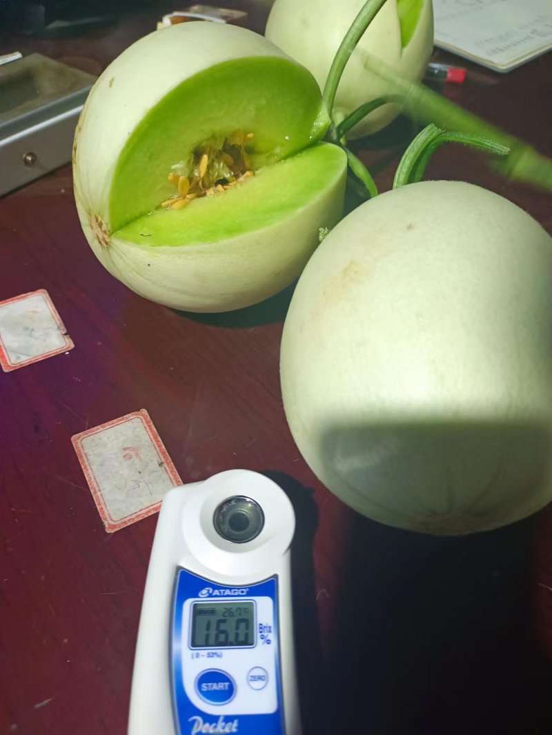 热卖玉菇甜瓜白皮绿肉甜美多汁货源充足供全国商超