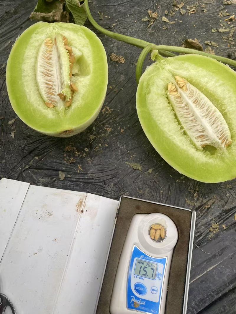 热卖玉菇甜瓜白皮绿肉甜美多汁货源充足供全国商超