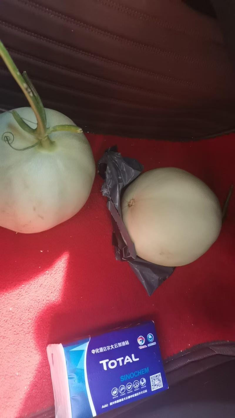 热卖玉菇甜瓜白皮绿肉甜美多汁货源充足供全国商超