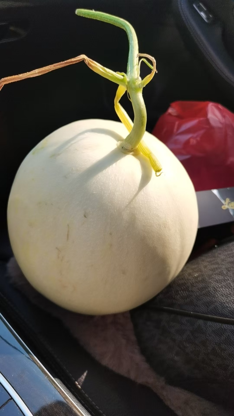 热卖玉菇甜瓜白皮绿肉甜美多汁货源充足供全国商超