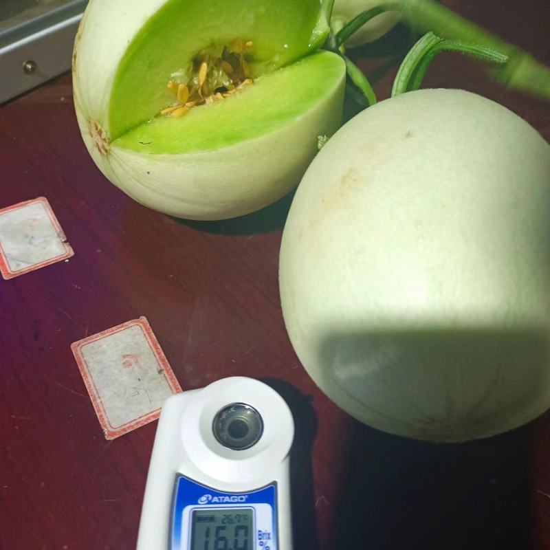 热卖玉菇甜瓜白皮绿肉甜美多汁货源充足供全国商超