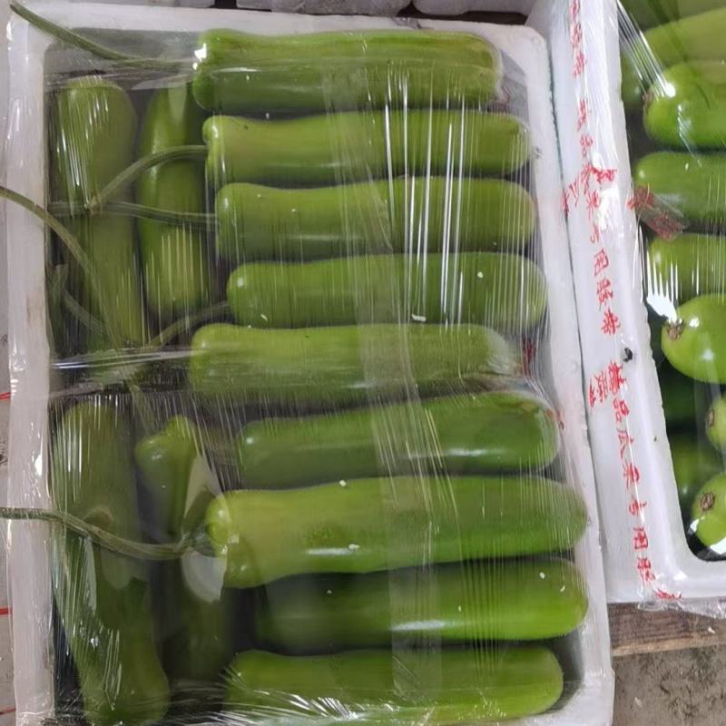 浙江瓠瓜夜开花葫芦瓜一手货源量大从优长短瓠瓜都有