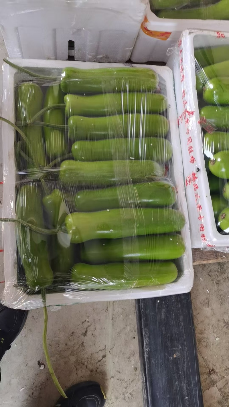 浙江瓠瓜夜开花葫芦瓜一手货源量大从优长短瓠瓜都有