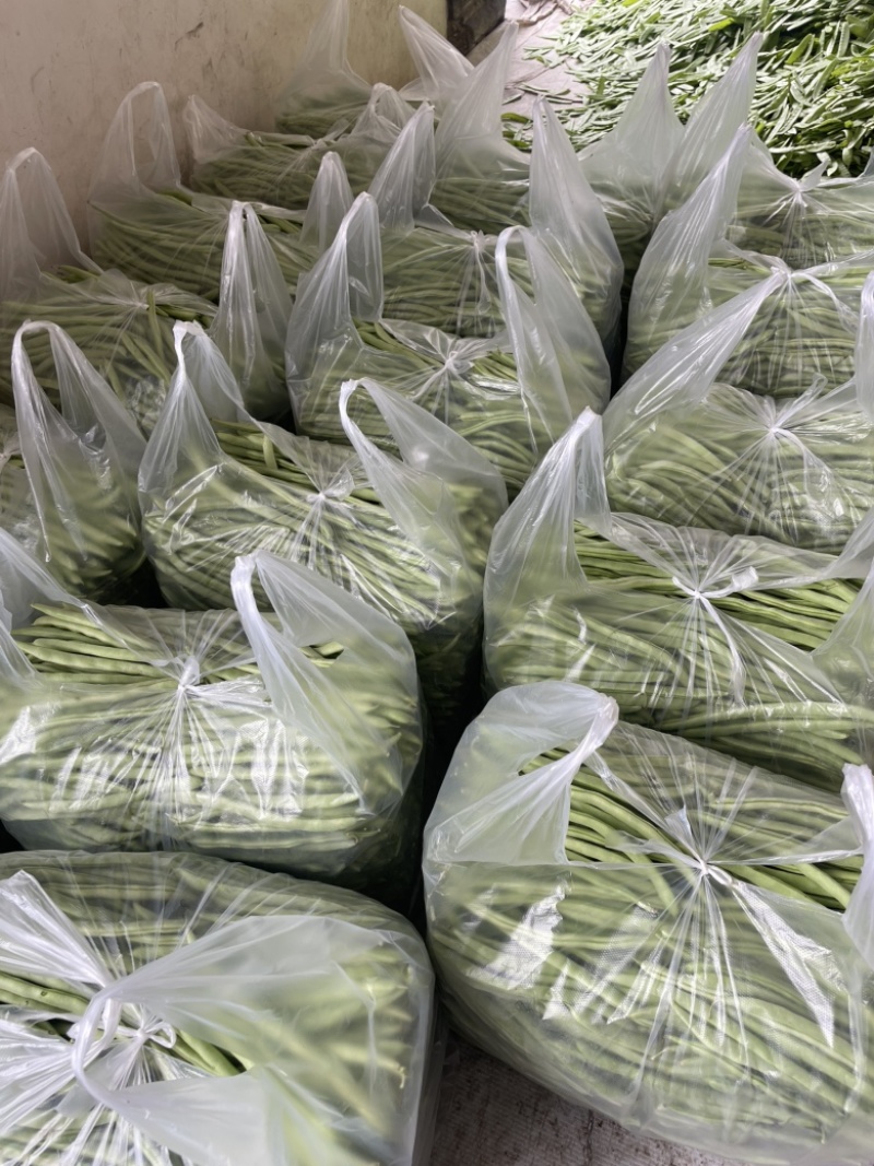 安徽【精品四季豆】大量上市欢迎采购