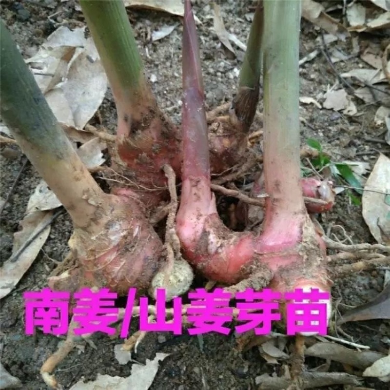 南姜苗种苗现挖生姜苗量大质优价优支持视频看货欢迎采购