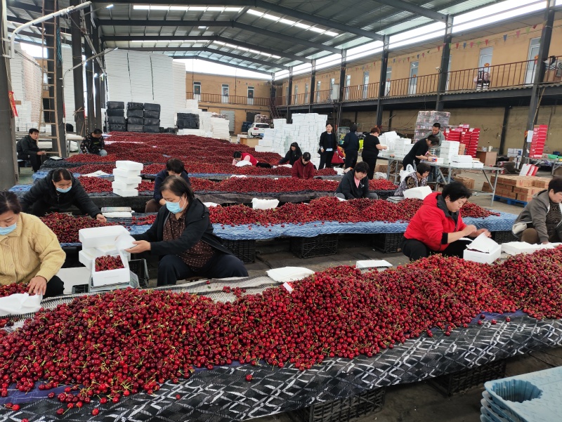 樱桃泡泡果，工厂罐头果樱桃小果大量供应