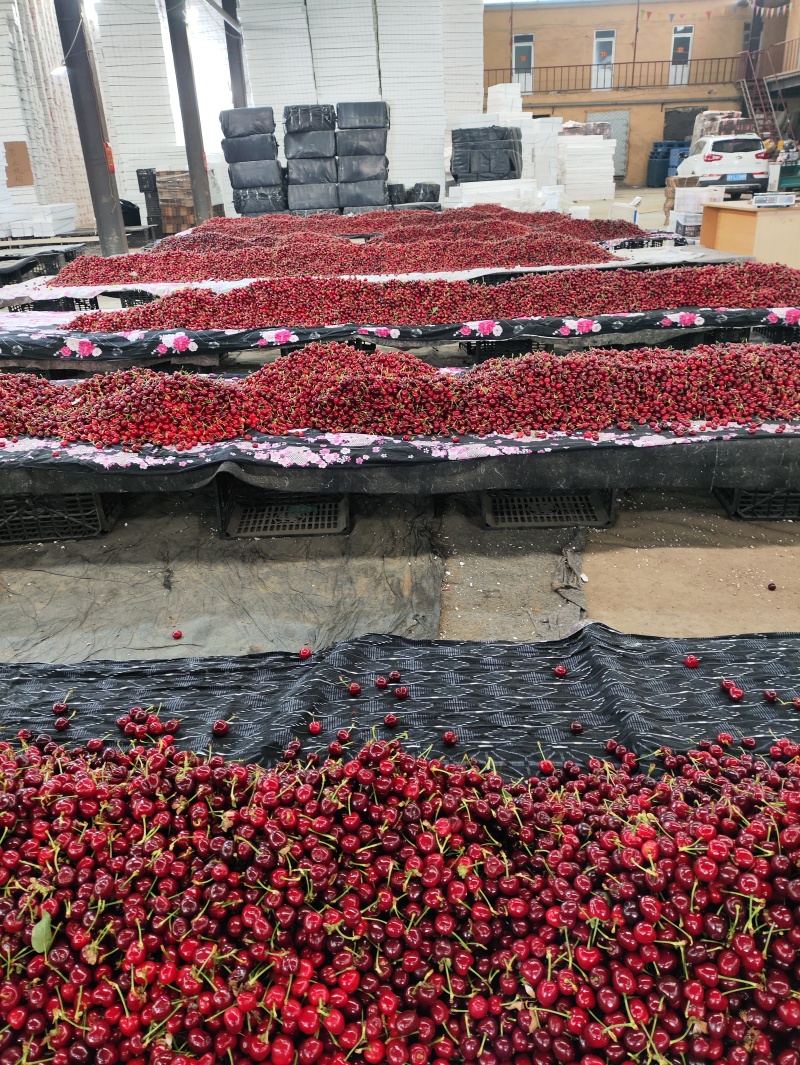 樱桃泡泡果，工厂罐头果樱桃小果大量供应