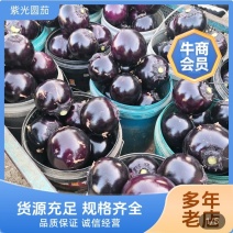 青州紫光圆茄一手货源，长期供批发市场，电商基地，生鲜超市
