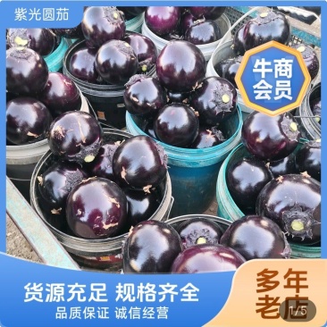 青州紫光圆茄一手货源，长期供批发市场，电商基地，生鲜超市
