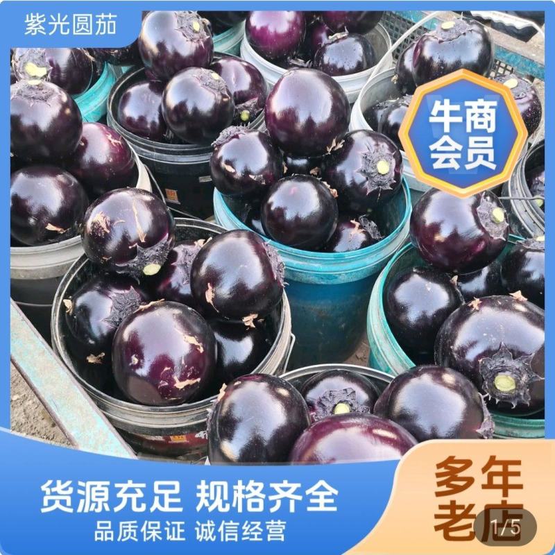 青州紫光圆茄一手货源，长期供批发市场，电商基地，生鲜超市