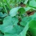 九香虫活虫