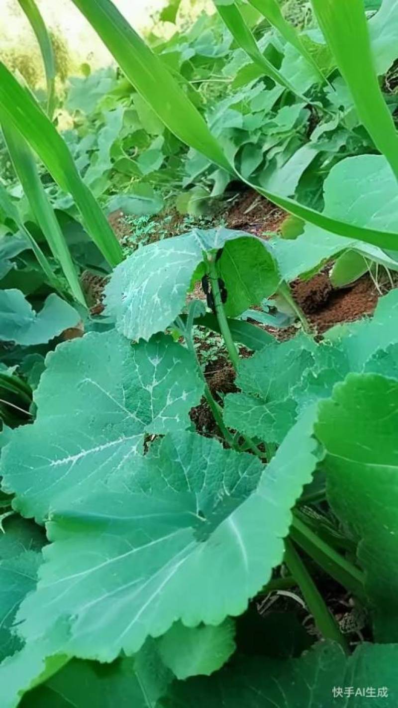 九香虫活虫