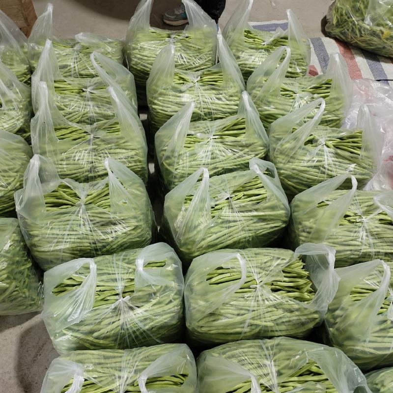 安徽精品四季豆产地直发品质保证量大从优欢迎来电