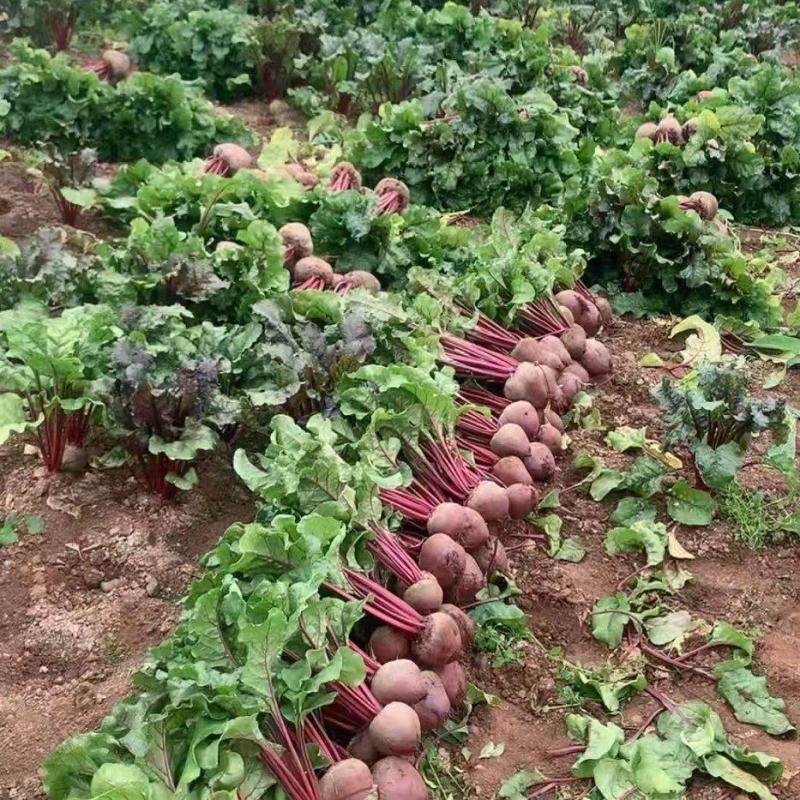 精选《红菜头》甜菜根云南产地直发一手货源对接商超团购供