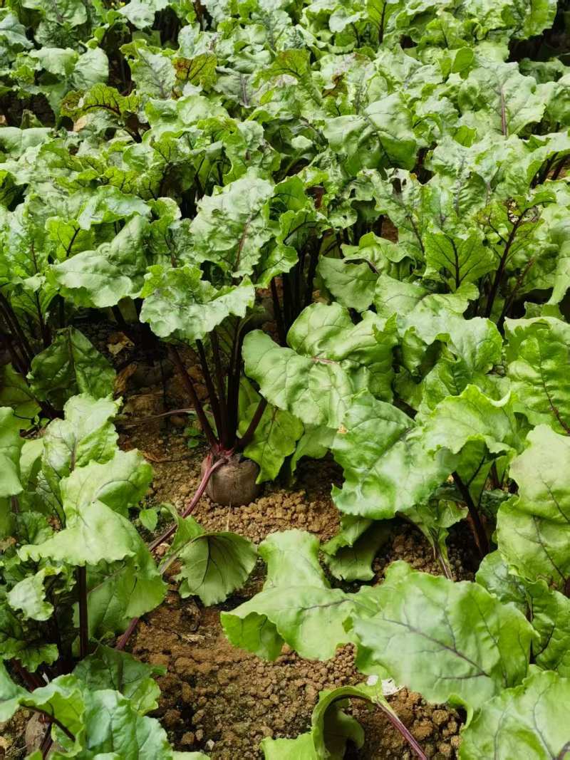 精选《红菜头》甜菜根云南产地直发一手货源对接商超团购供