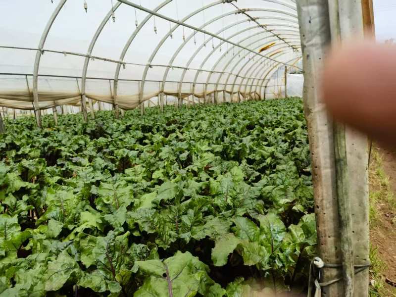 精选《红菜头》甜菜根云南产地直发一手货源对接商超团购供
