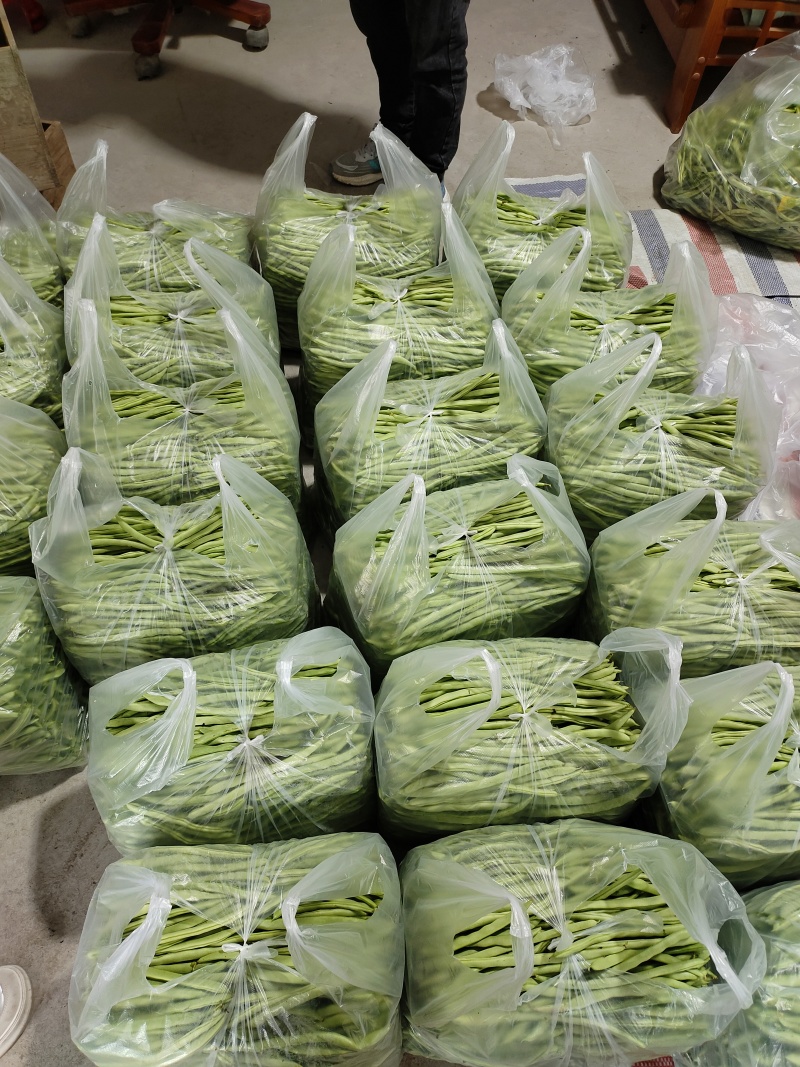安徽精品四季豆产地直发品质保证量大从优欢迎来电