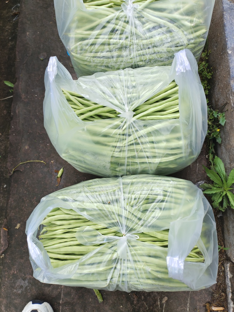 安徽精品四季豆产地直发品质保证量大从优欢迎来电