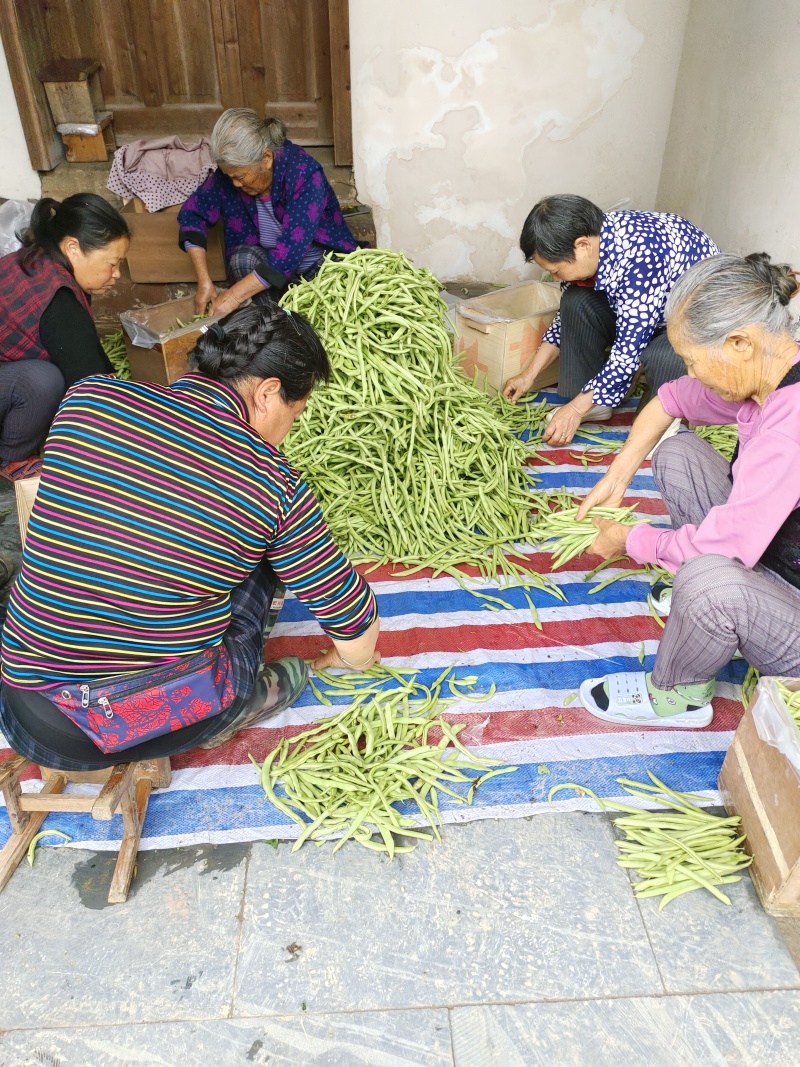安徽精品四季豆产地直发品质保证量大从优欢迎来电