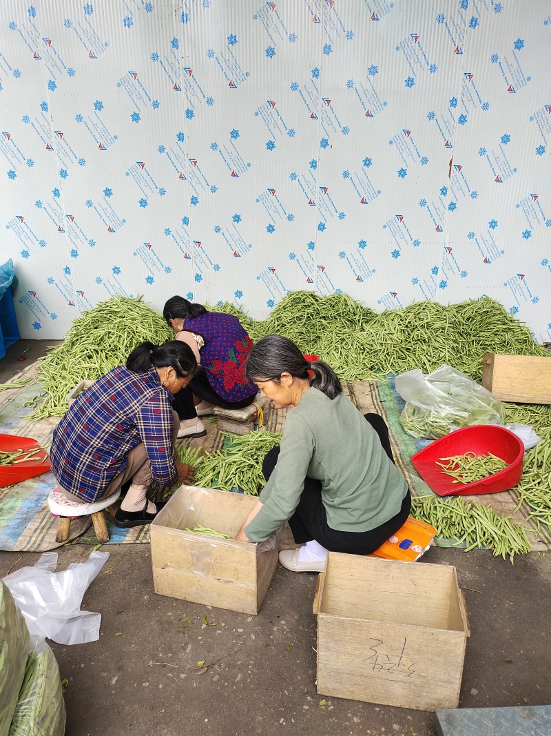 安徽精品四季豆产地直发品质保证量大从优欢迎来电