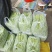 安徽精品四季豆产地直发品质保证量大从优欢迎来电