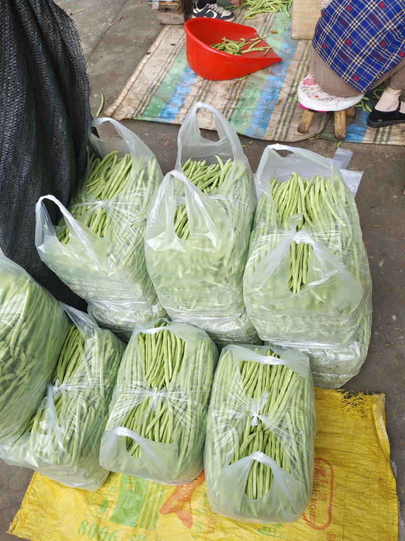 安徽精品四季豆产地直发品质保证量大从优欢迎来电