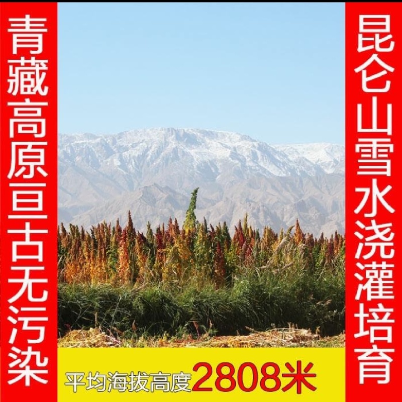 藜麦，白藜麦，红藜麦，黑藜麦，三色藜麦，品类齐全，货美价优